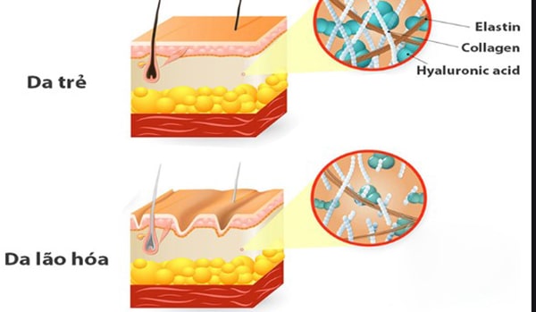 Collagen là gì?