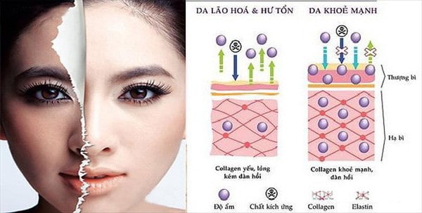 Tác dụng của collagen đối với làn da