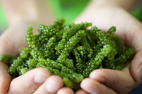 Tảo xoắn Spirulina